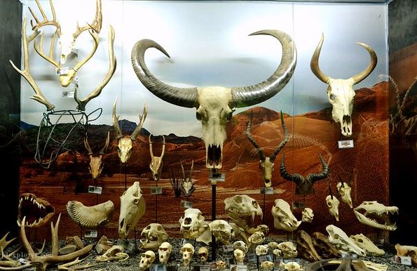 Dbone Collectors Museum